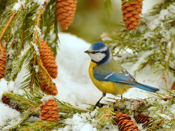мухоловка зарянка лазоревка