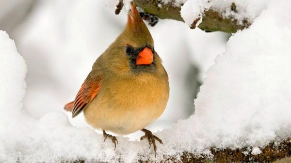 птичка зимой