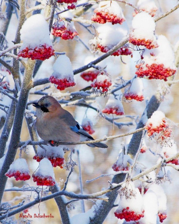 свиристели рябина зима