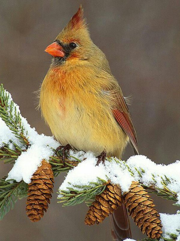 открытка зимняя