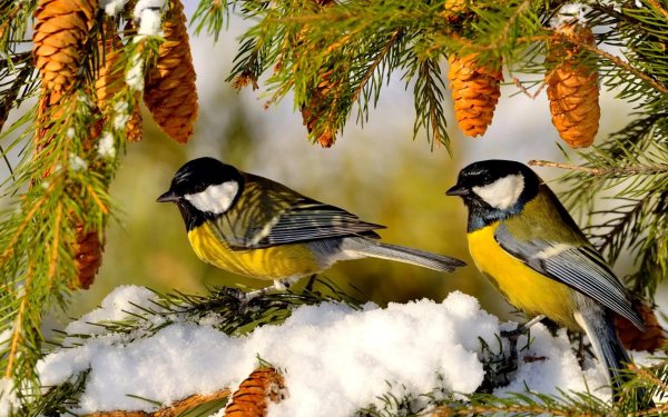 синичка зимой