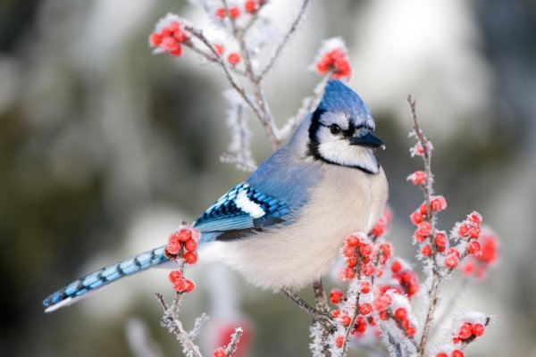 blue jay bird