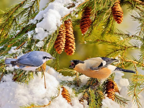синиц щеглов снегирей соек чечеток свиристелей