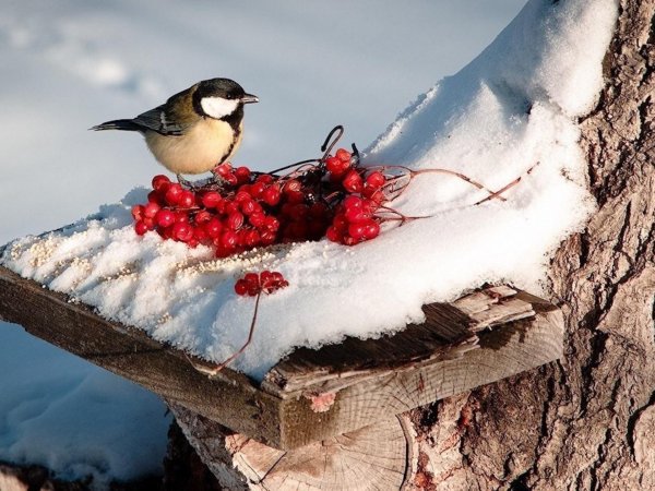 агафий полухлебник