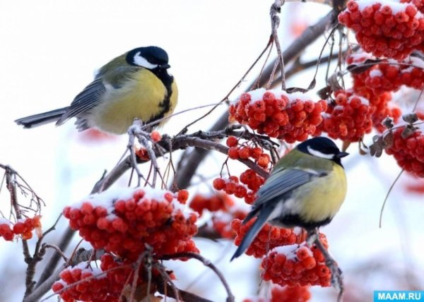 12 ноября день птиц синички