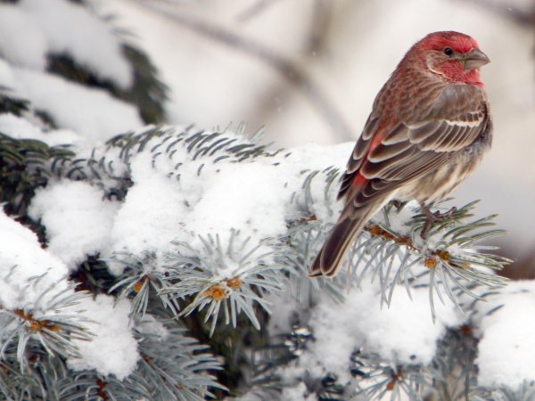 обыкновенная чечевица вьюрковые