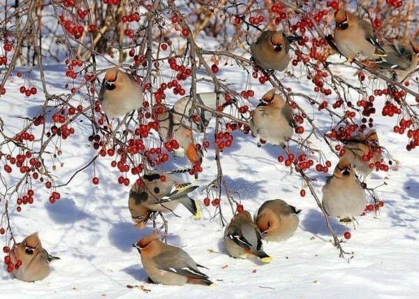 свиристели птицы