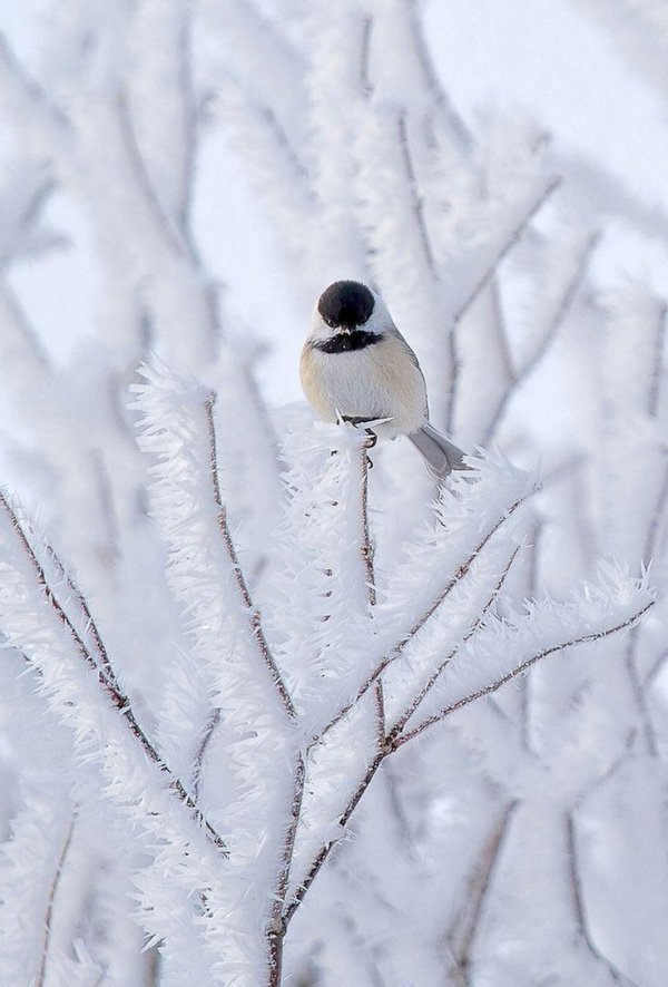 зимние маленькие птички