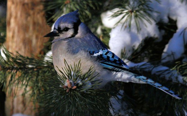 сойка голубая