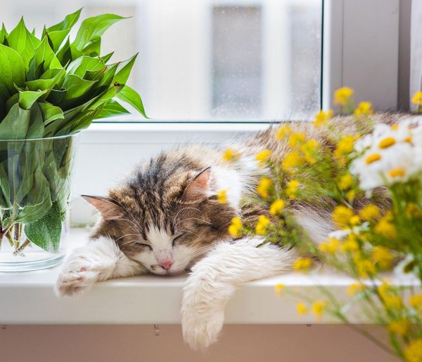 доброе летнее утро воскресенья