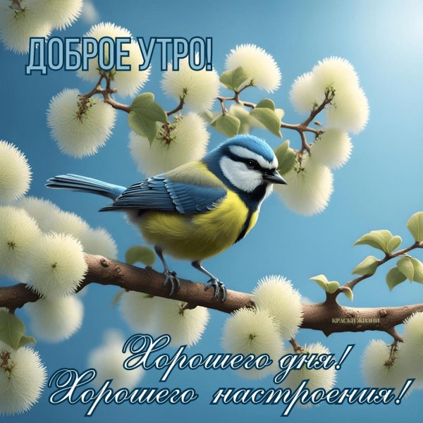 синица лазоревка весной