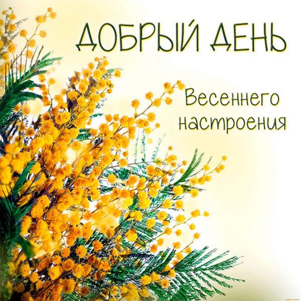 мимоза цветок