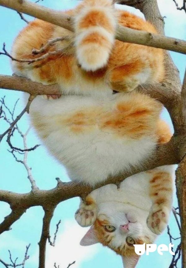 кот на дереве