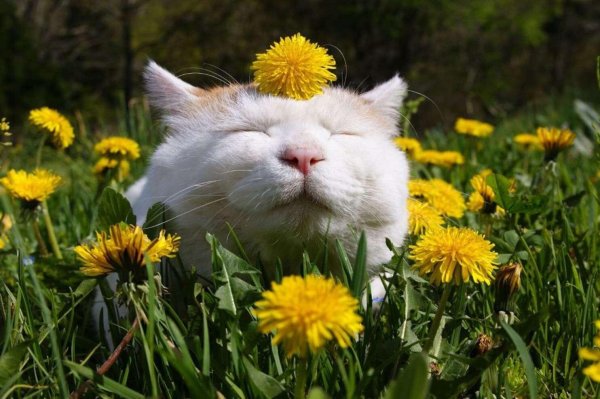 кошка желтая