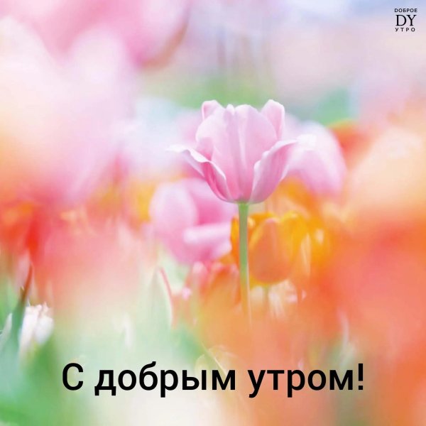 розовые тюльпаны