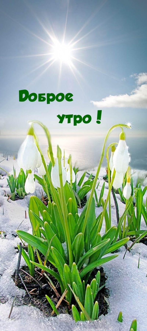 подснежник широколистный