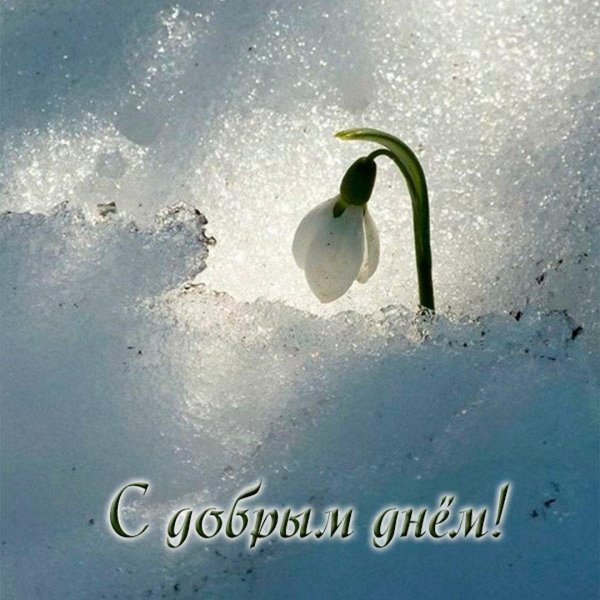 подснежник в снегу