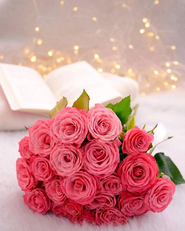 роза розовая