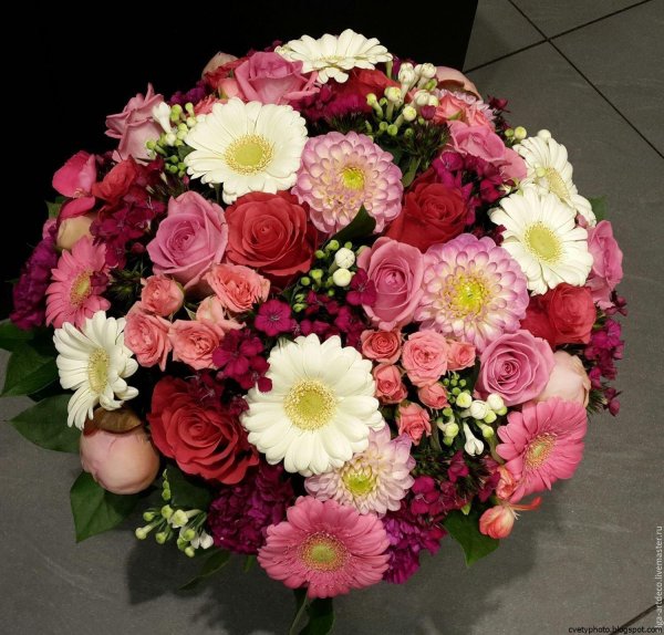 гербера джемсона садовая