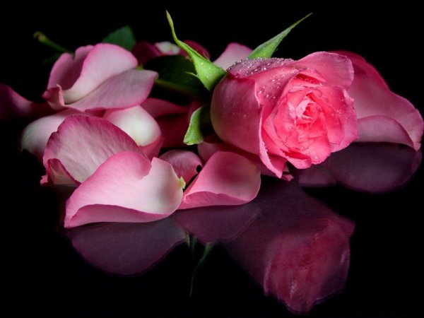 розовая роза