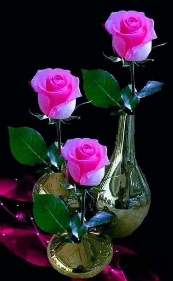 роскошные розы