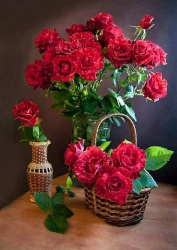 цветы красивые розы