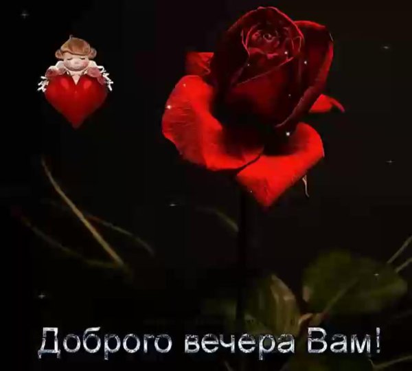 спокойной ночи цветы