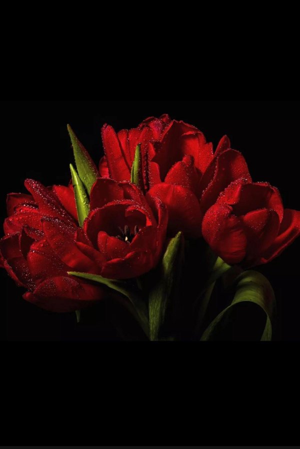 тюльпан на черном фоне
