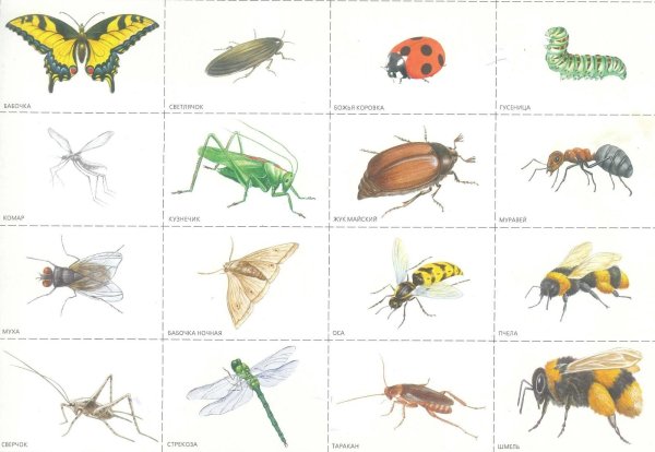 насекомые карточки