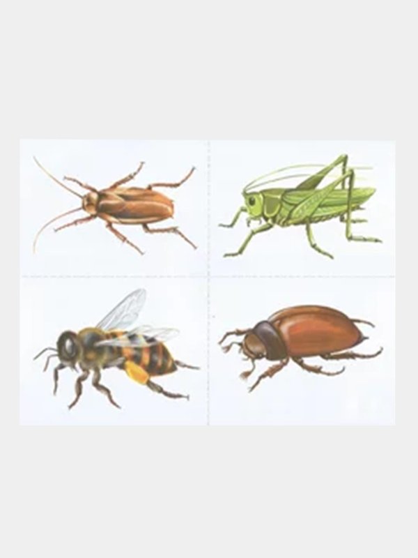 карточки насекомые