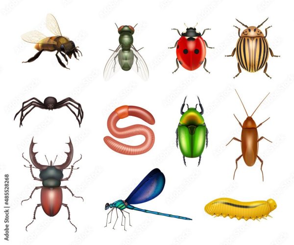 векторные изображения насекомых