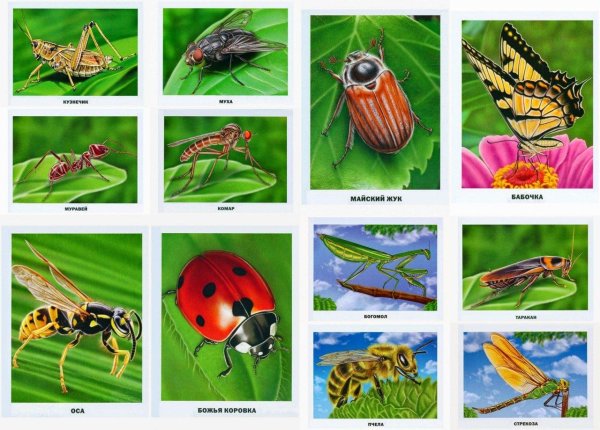карточки насекомые