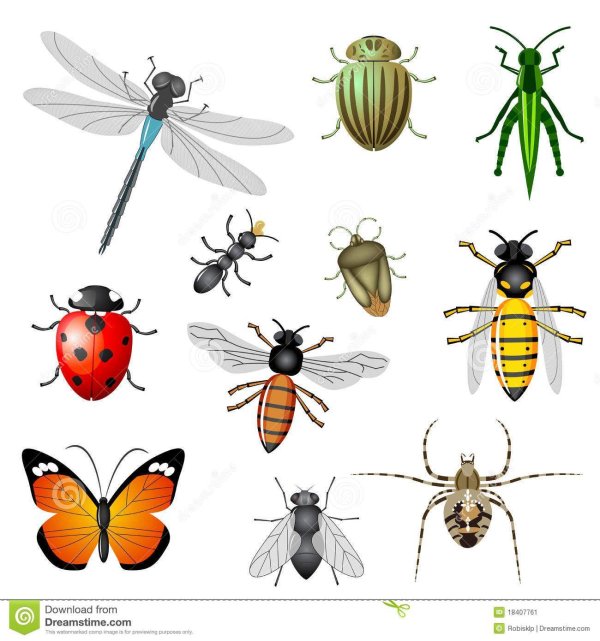 векторные изображения насекомых