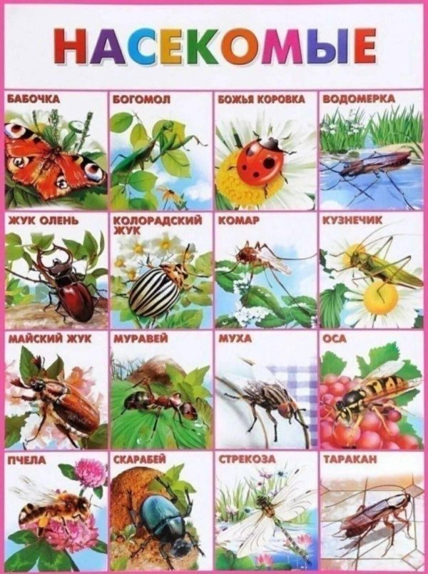 насекомые плакат