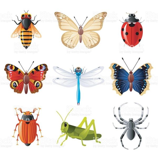 насекомые на прозрачном фоне