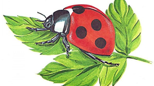 божие коровки