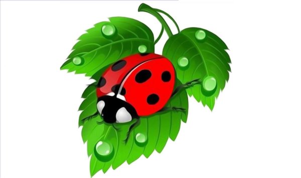 божие коровки