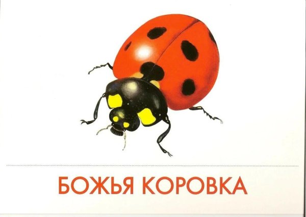 насекомое божья коровка
