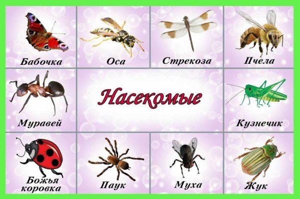 насекомые с названиями