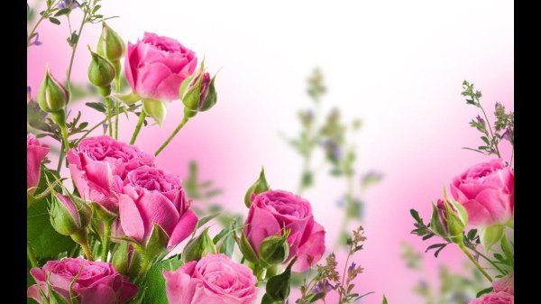 роза розовая