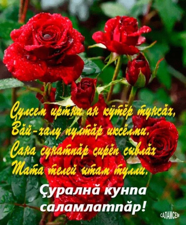 сурална кунпа саламлатпар открытка