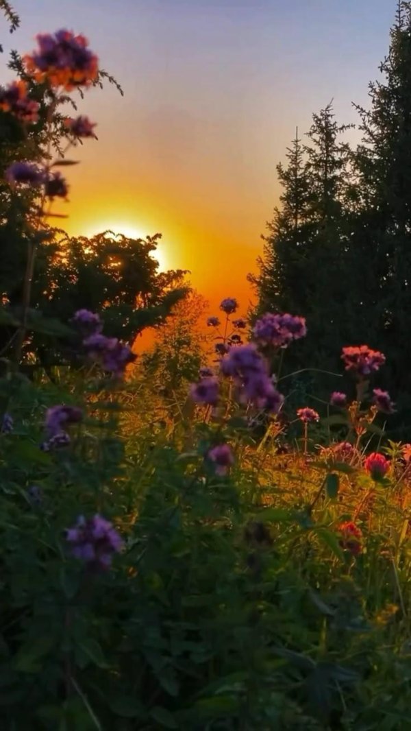 пейзажи летние