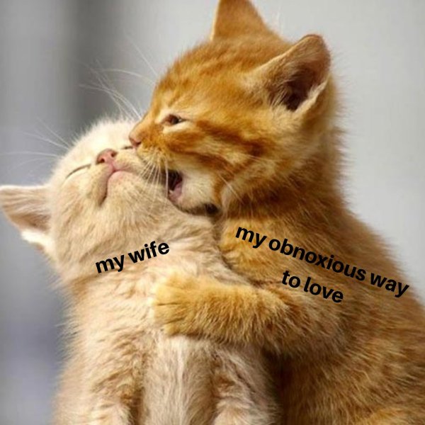 целующий котик