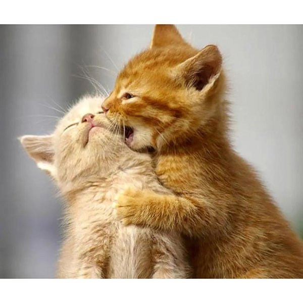 милые котики