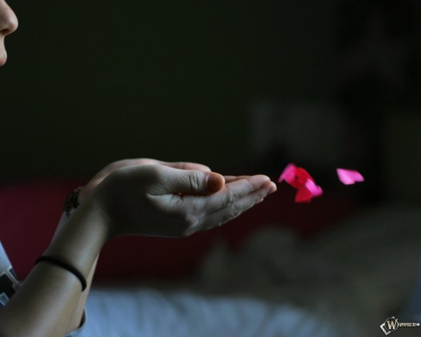 лепестки роз