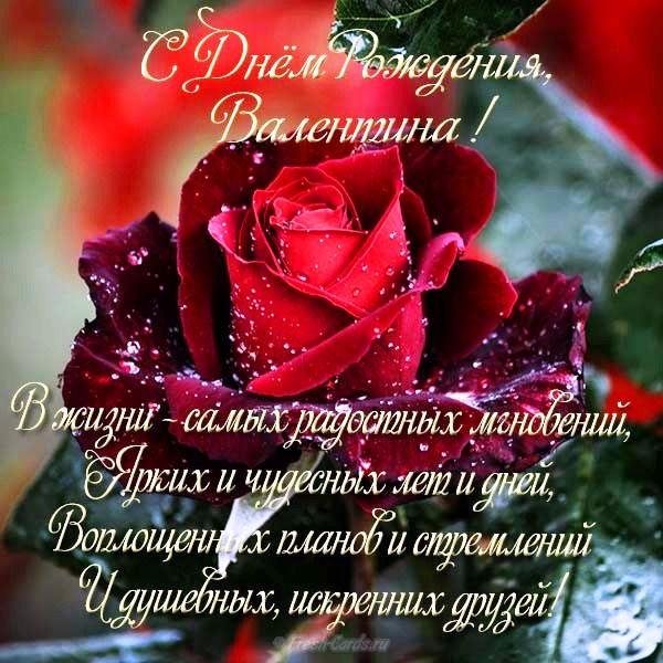 роза красивая