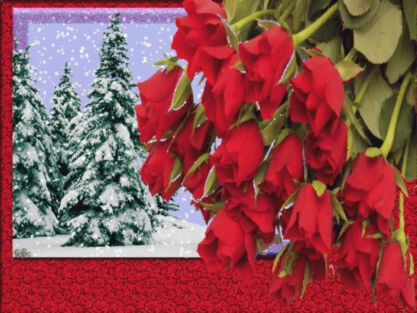 зимние розы