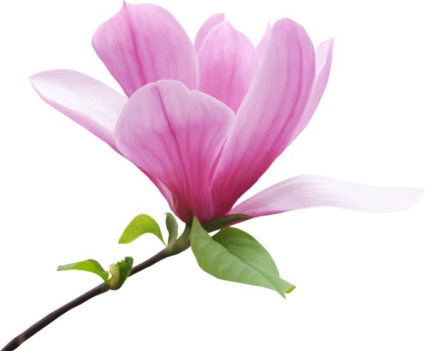 цветок магнолии