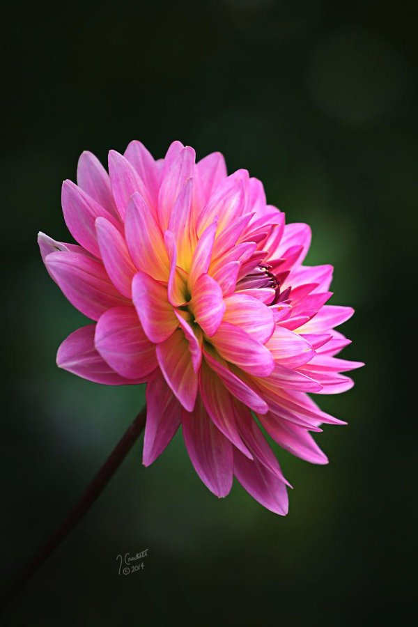георгины dahlia