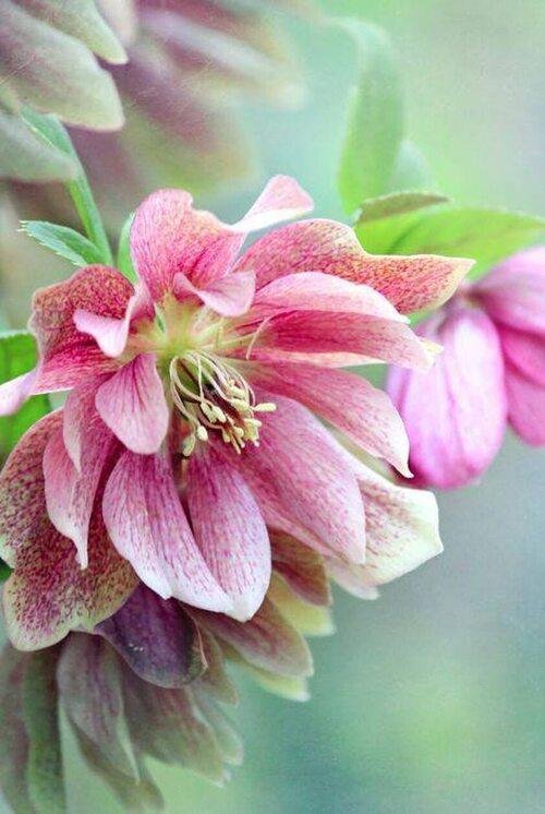 морозник геллеборус